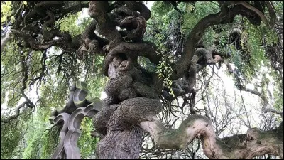 Complétez : 
___ espèce(s) d'arbres sur 6 est/sont menacée(s) de disparition.