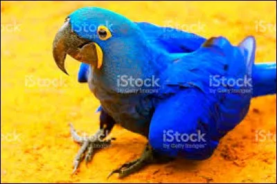 Pour les aras bleus, quel est leur nom scientifique ?