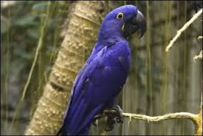 De quoi se nourrit principalement l'ara bleu ?