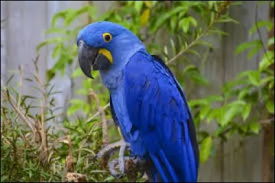 Son ordre est le Psittaciforme. Et un Psittaciforme est un ...