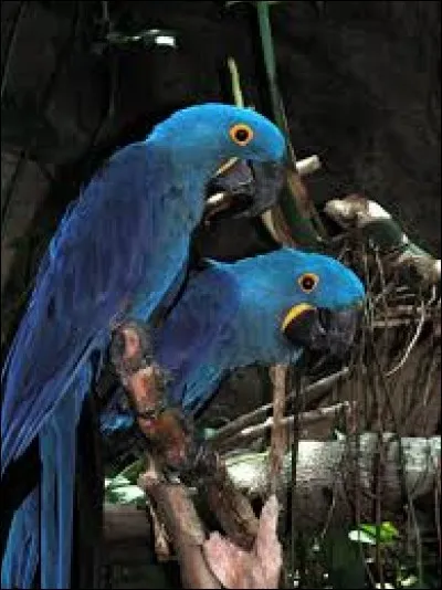 Vit-il dans les forêts ?