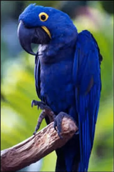 Dans la majorité, combien de grammes fait-il ?