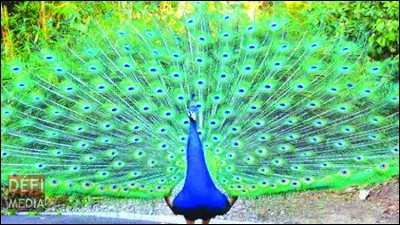 Pour finir. La corporation des "chapeliers de paon", change de nom au XVe siècle. Elle s'appellera...