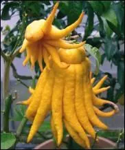 Quel est ce drle de fruit ?