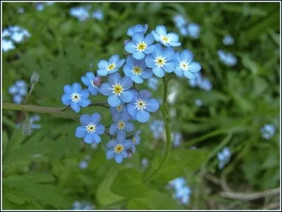 De ces trois fleurs, l'une est tr&egrave;s souvent bleue !