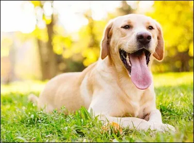 Quel est cet animal ?