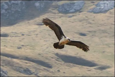 Parmi ces photos, où peut-on voir un gypaète barbu, rapace diurne présent sur plusieurs continents ?