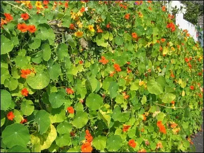 Eh bien maintenant que vous l'avez vue, vous allez pouvoir la danser ! Quoi donc ?