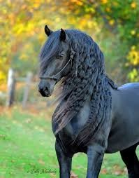 Quiz Galop 1