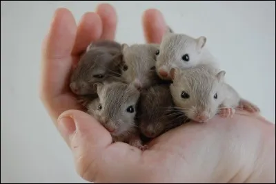 La gerbille mange des biscottes.