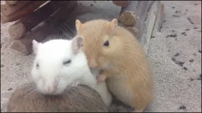 La gerbille est mieux toute seule.