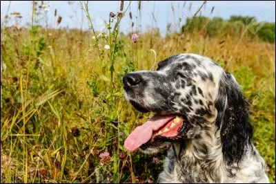 Quelle est la race de ce chien ?