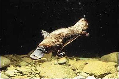 Un ornithologue étudie les ornithorynques.