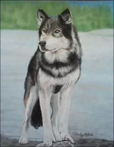 "Croc-Blanc" est un roman de l'écrivain Jack London.