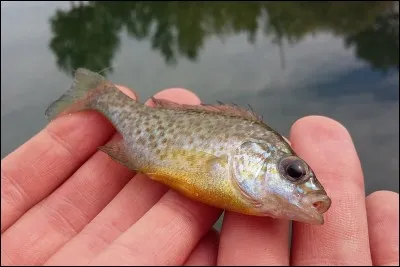 Ne traitez jamais une dame de cette façon, vous pouvez vous prendre une bonne baffe, mais ce qui est certain, c'est que ce poisson vit ...