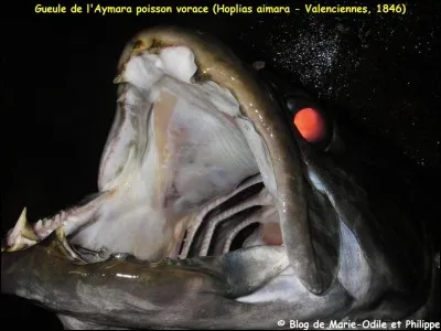 On l'appelle aïmara, c'est un prédateur, vous le trouverez ...