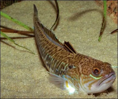 Elle vit en mer, ne posez surtout pas le pied dessus !