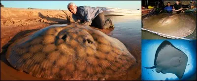 Ce poisson est une raie pastenague, on la trouve ...