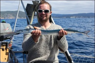 Où peut-on pêcher ce poisson, l'orphie ou aiguillette ?