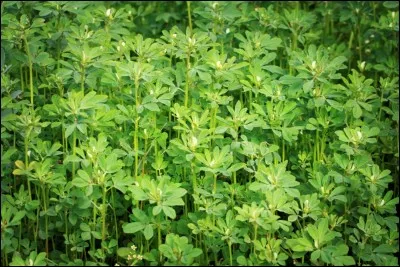 Quel est le nom du compos&eacute; chimique qui donne son odeur si particuli&egrave;re au fenugrec ?