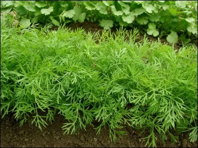 Quel l&eacute;gume ne poussera pas s'il est plant&eacute; pr&egrave;s de l'aneth ?