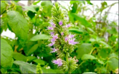 Pour quoi utilise-t-on g&eacute;n&eacute;ralement l'odeur puissante du patchouli ?