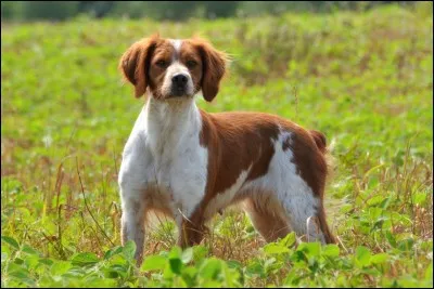 Quelle est cette race de chien ?
