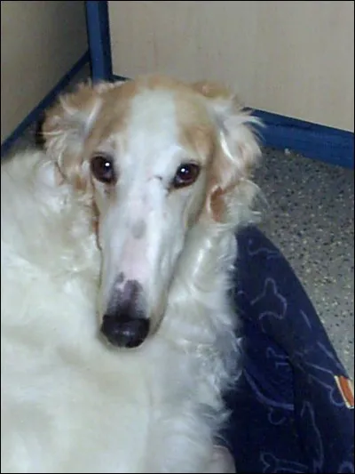 Quelle est cette race de chien ?