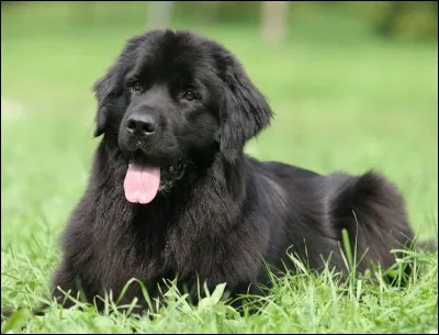 Quelle est cette race de chien ?