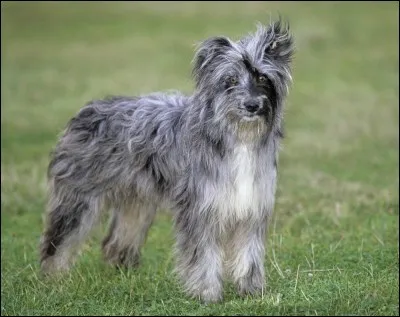 Quelle est cette race de chien ?