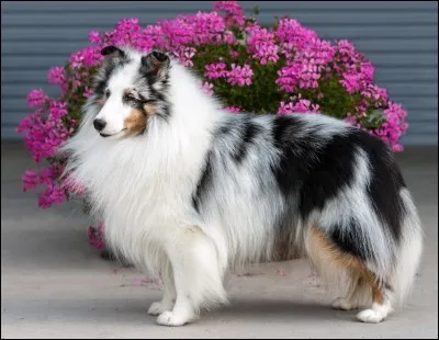 Quelle est cette race de chien ?