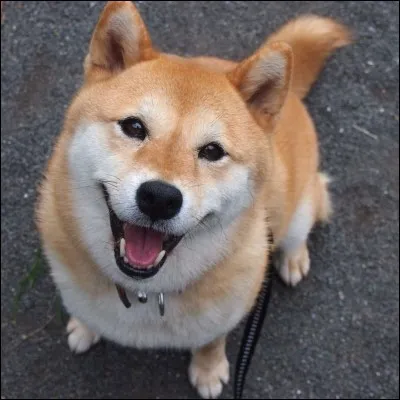 Quelle est cette race de chien ?