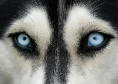 J'ai d'beaux yeux, mais qui suis-je ?