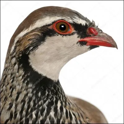 Avoir un il de perdrix est un problème de/d'...