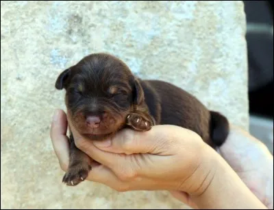 "Si je devais recommencer ma vie, je n'y voudrais rien changer ; seulement, j'ouvrirais un peu plus grand les yeux".
Donnez-moi la bonne réponse, attention, soyez rusés !