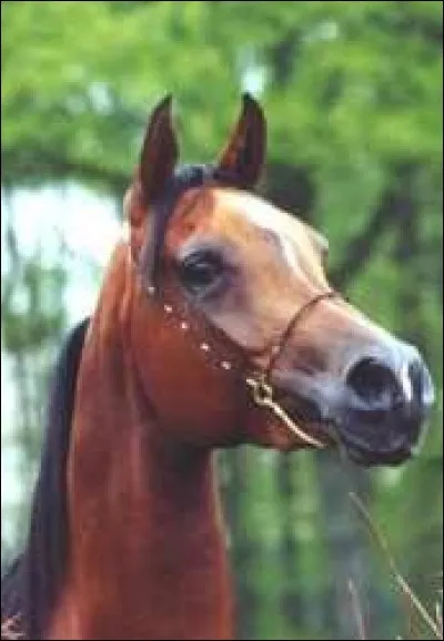 Langage des oreilles : comment est le cheval, ici ?