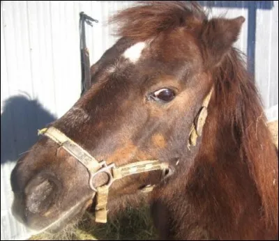 Langage des oreilles : comment est le cheval ?