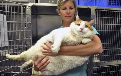 Quel est le chat le plus gros du monde ? (2018)