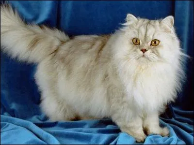 Le chat persan est une race créée par l'homme.