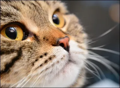 Combien les chats ont-ils de moustaches ?
