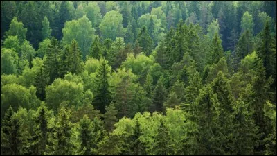 Déjà pour commencer, qui vit dans la forêt ?