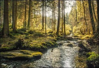 La forêt est...