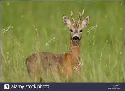 Quel est le prédateur principal de cet animal ?