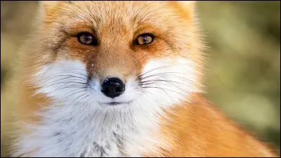 Existe-t-il différentes couleurs dans le pelage d'un renard ?