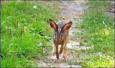 Le lapin vit-il dans la forêt aussi ?