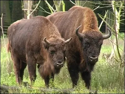 Le bison est-il aussi un animal des bois ?