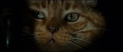 Quel est le nom du chat ?