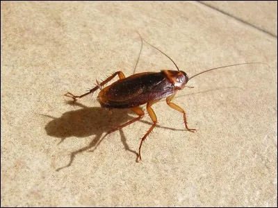 Quel est le nom de cet animal ?