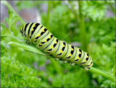 Quel est le nom de cet animal ?
