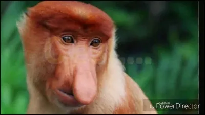 Quel est le nom de cet animal ?